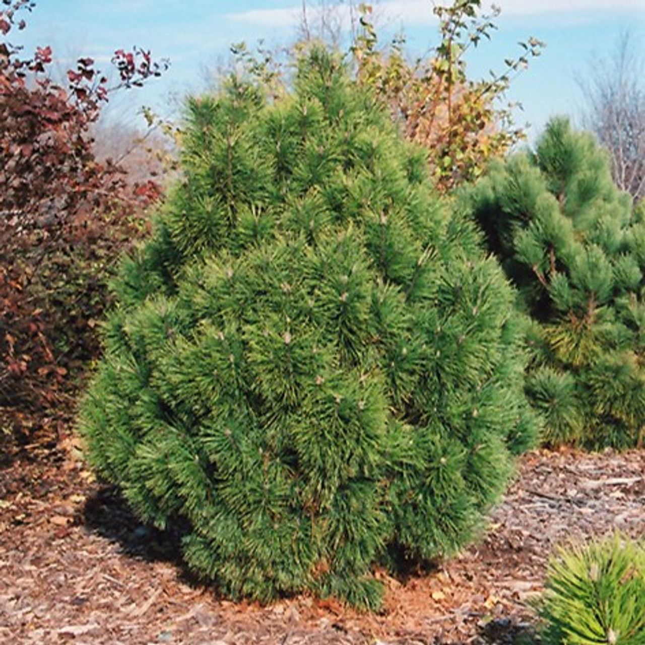 Image of Bearberry mugo pine companion plant