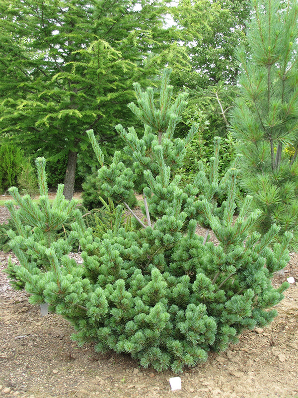 Aoi Japanese White Pine