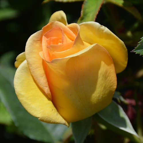 Gold Medal Grandiflora Rose