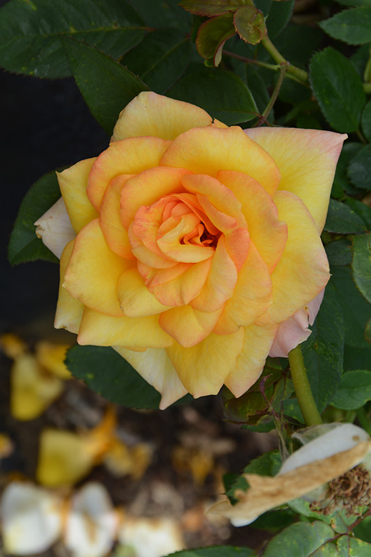 Gold Medal Grandiflora Rose