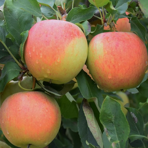 Gala Apple Fruit Tree