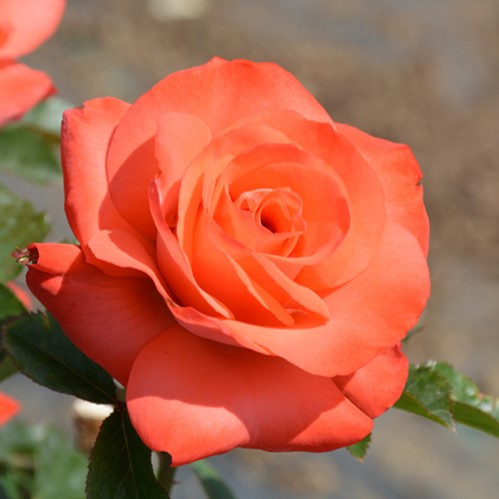 Marmalade Skies Hybrid Tea Rose