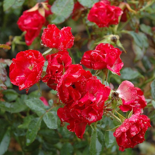 Fariry Roses Mystic Fairy Easy Elegance Rose
