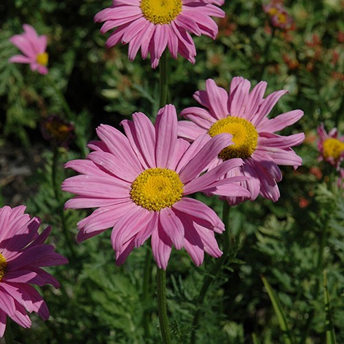 Edmonds Daisy Color Robinson's Pink Painted Daisy