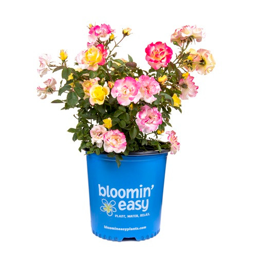 Bloomin' Easy Gumball Goody Rose - Thumbnail 4