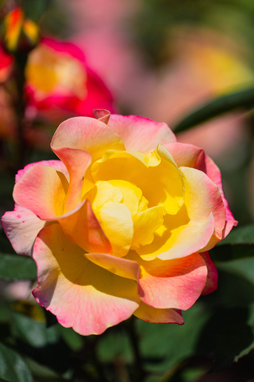 Bloomin' Easy Gumball Goody Rose - Thumbnail 3