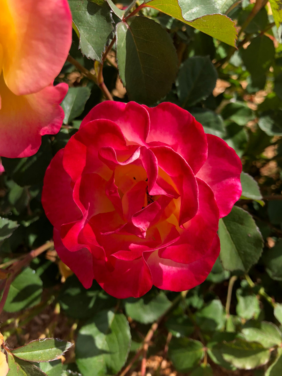 Bloomin' Easy Gumball Goody Rose - Thumbnail 2
