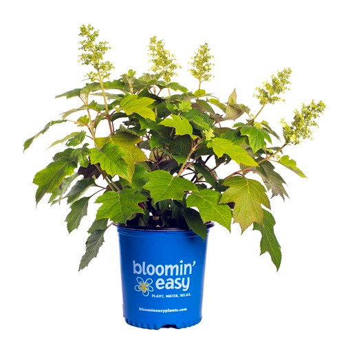 Toy Soldier Oakleaf Hydrangea