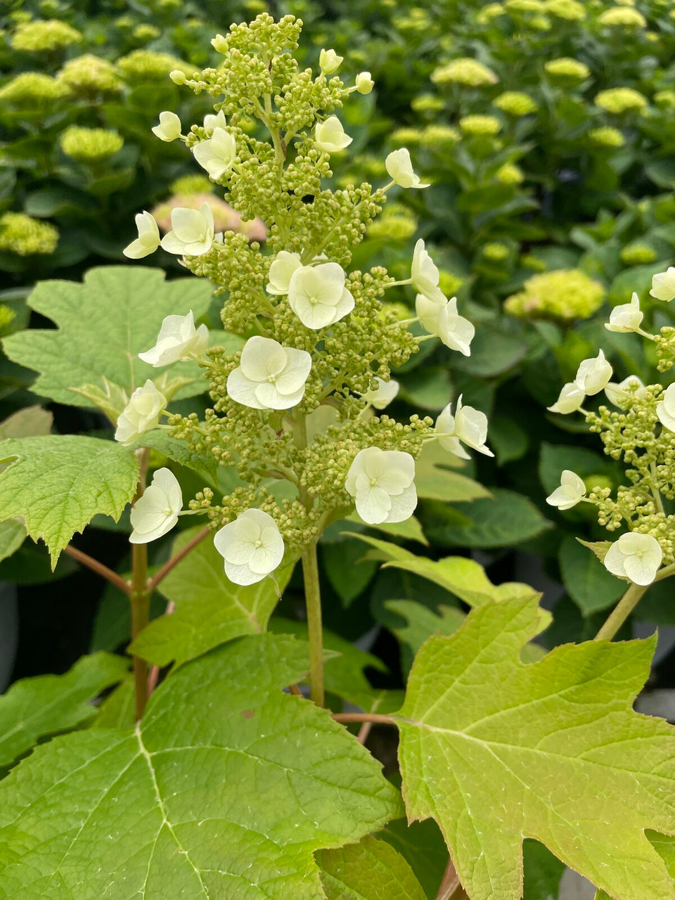 Toy Soldier Oakleaf Hydrangea
