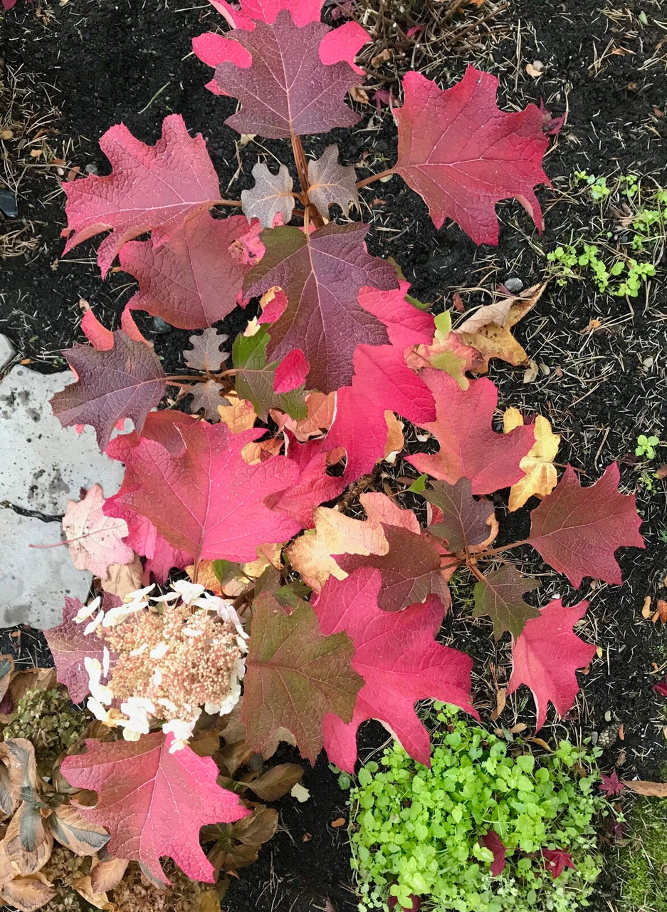 Toy Soldier Oakleaf Hydrangea
