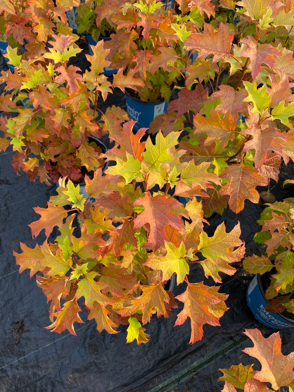 Toy Soldier Oakleaf Hydrangea