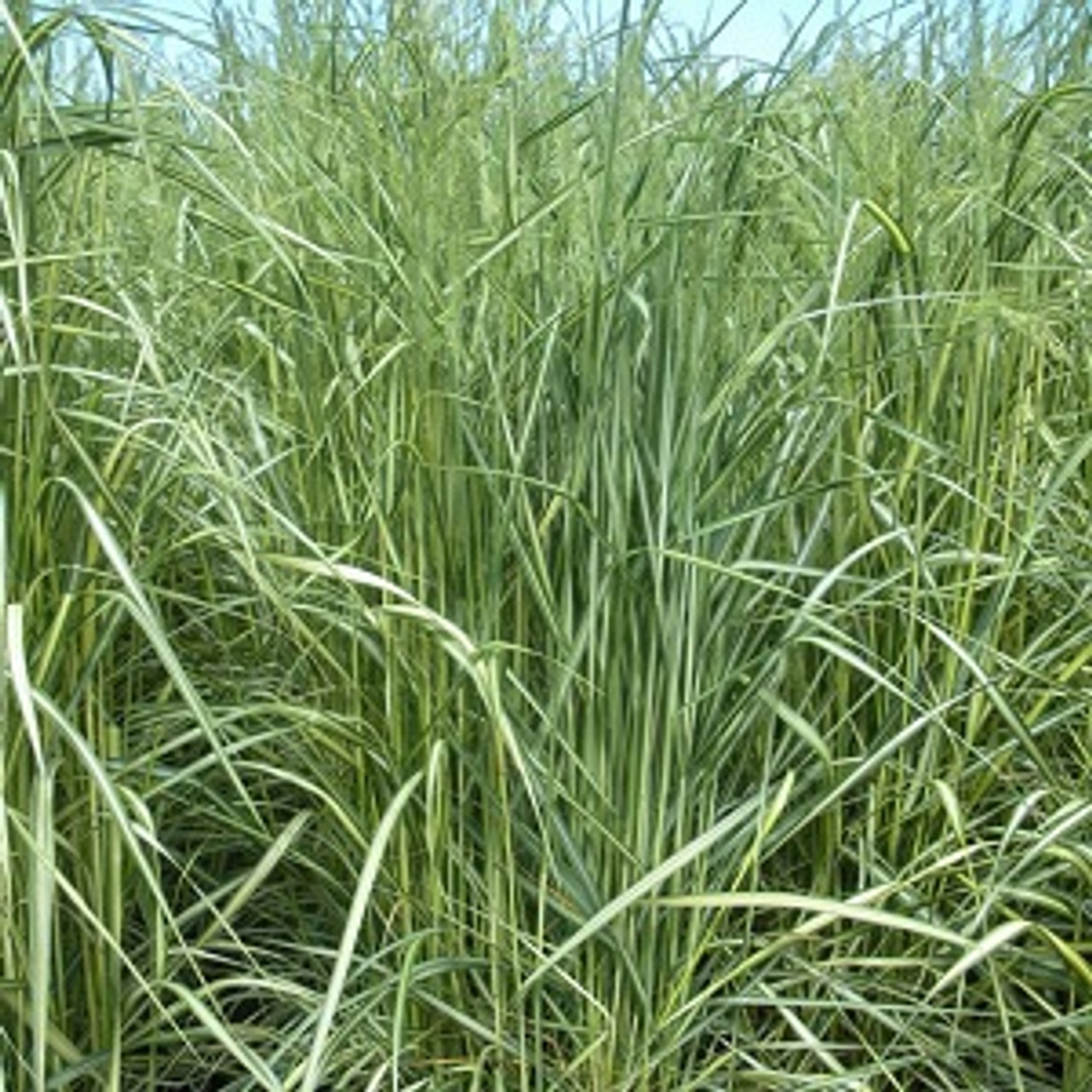 ElDorado Feather Reed Grass Ornamental Grass