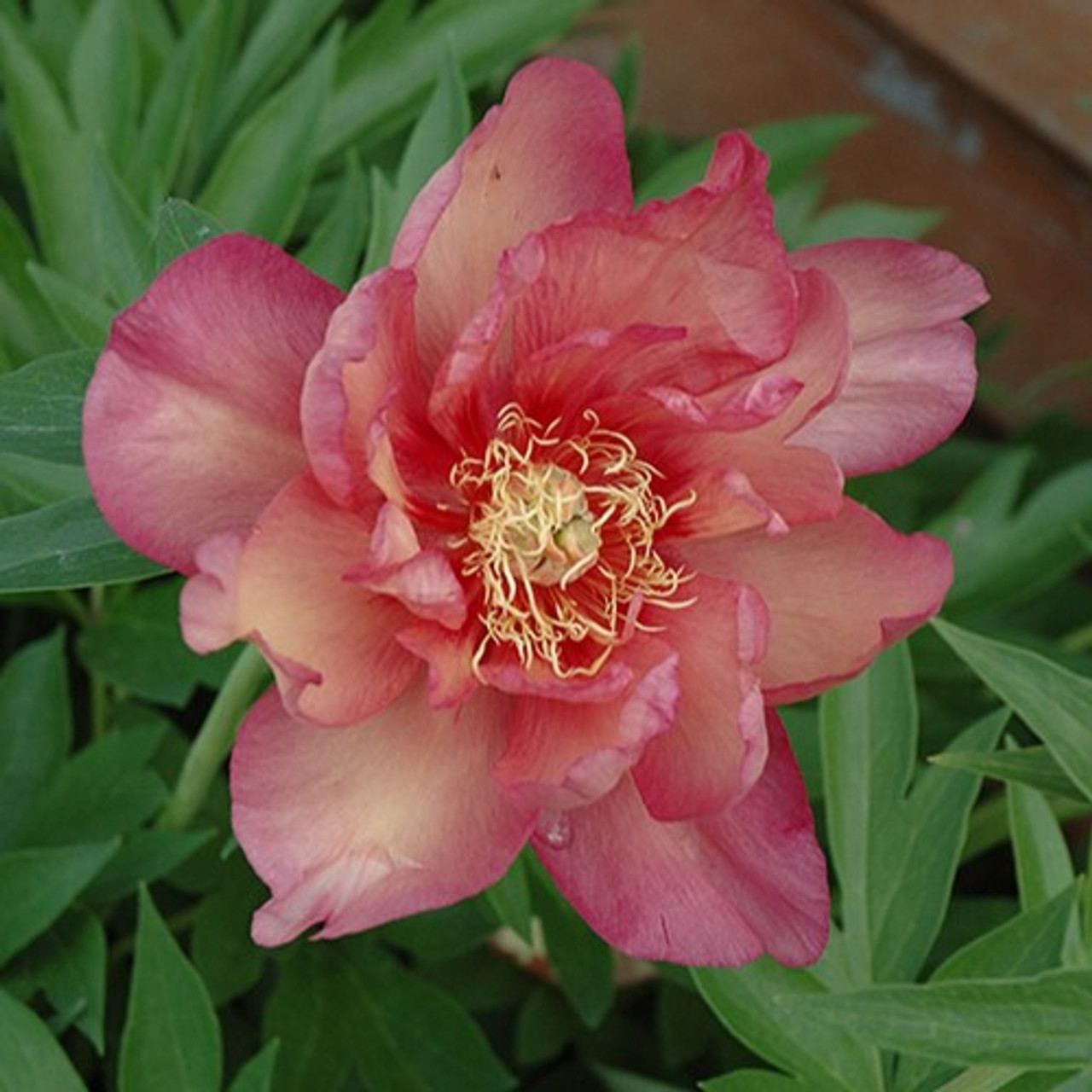 Kopper Kettle Itoh Peony