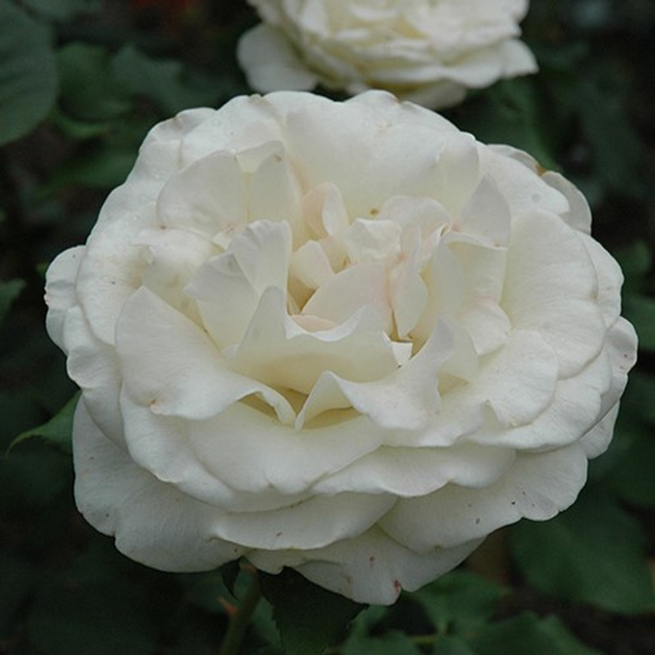 French Lace - Star® Roses and Plants