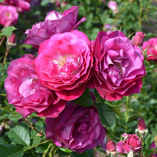 Wild Blue Yonder Grandiflora Rose
