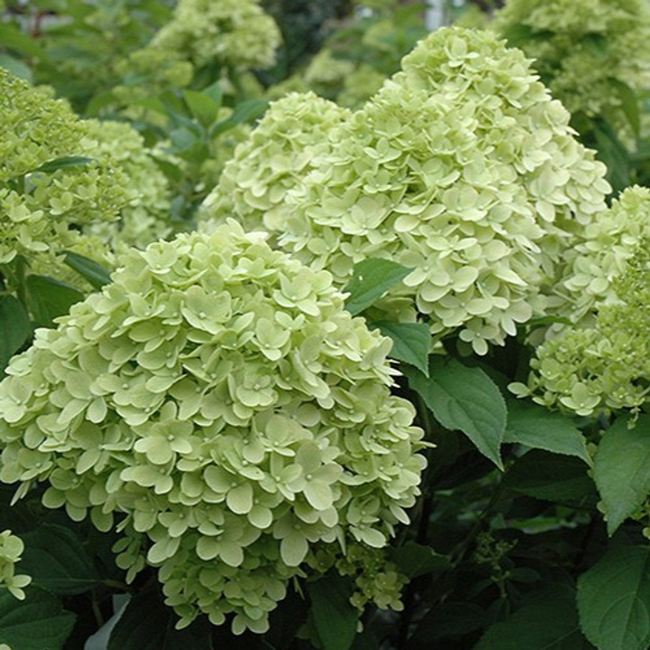 【Hydrangea】 Limelight Prime Hydrangea Std Tree