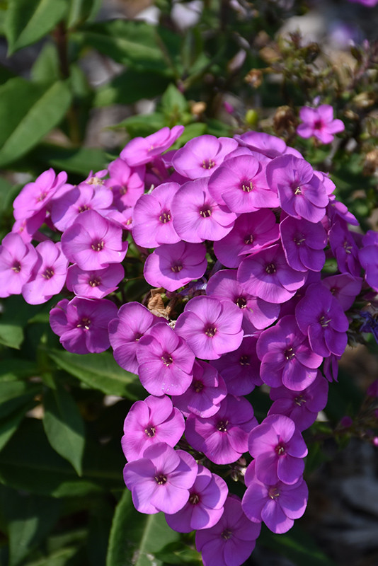 Ka-Pow Lavender Garden Phlox