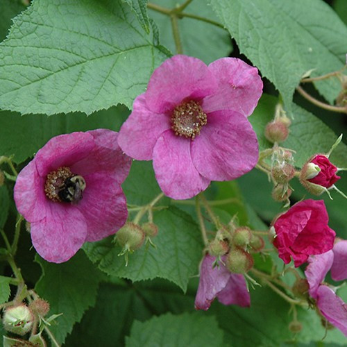 Australian Native Raspberry Flowers Flowering Raspberry