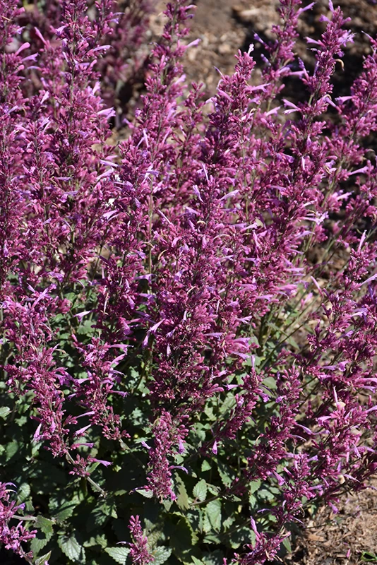 Royal Raspberry Hyssop Agastache