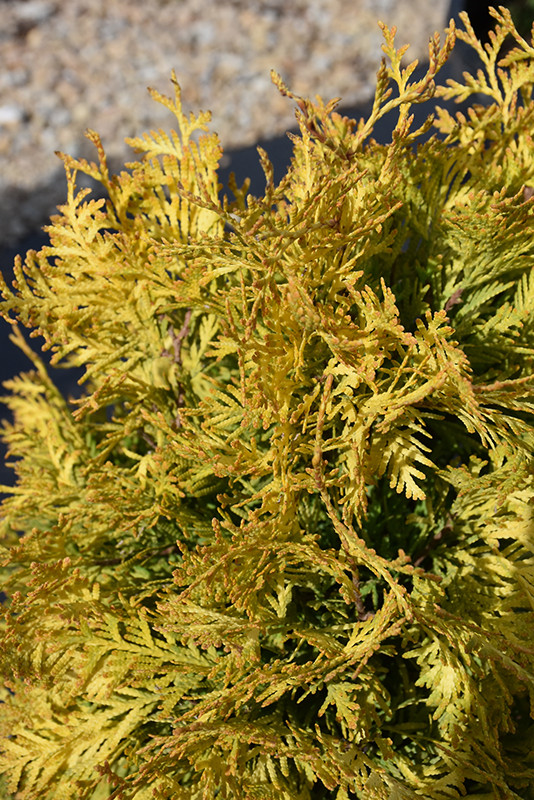 Lemon Burst Cedar