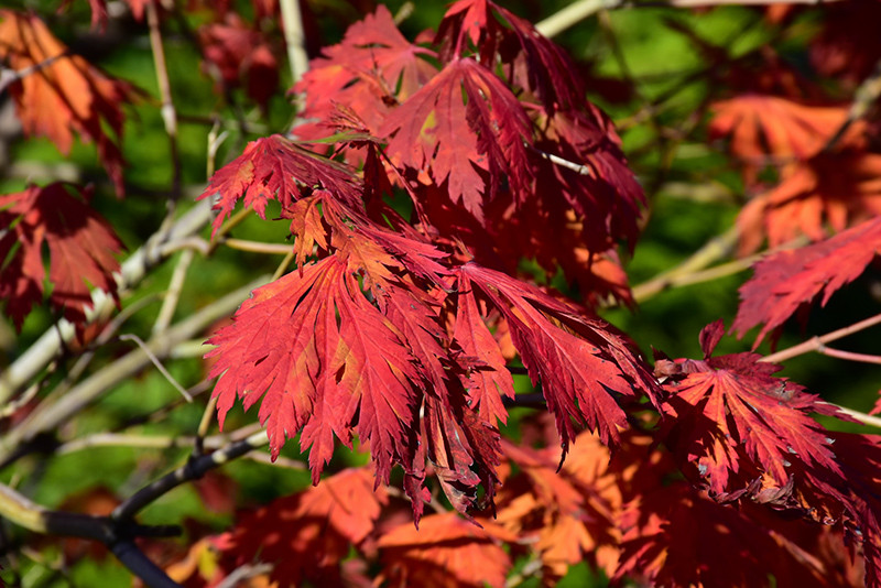 Cutleaf Fullmoon Japanese Maple