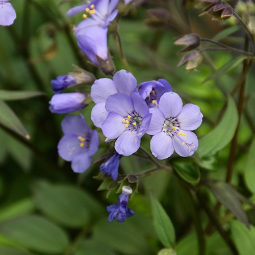 Heaven Scent Jacob's Ladder