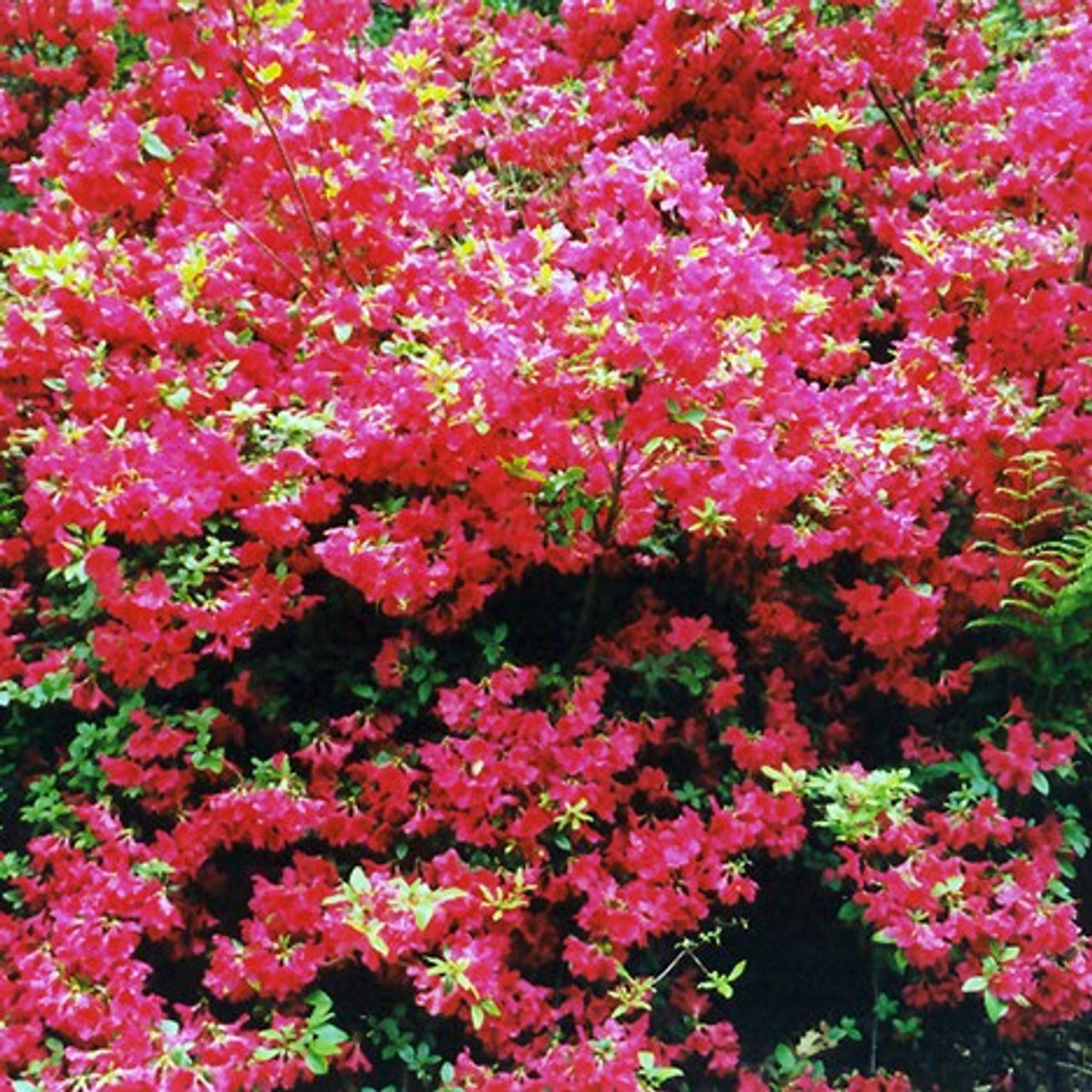 Red Demon Azalea