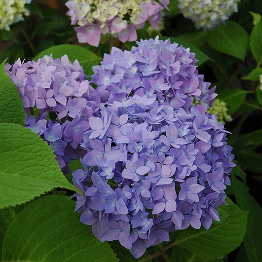 Endless Summer The Original Hydrangea
