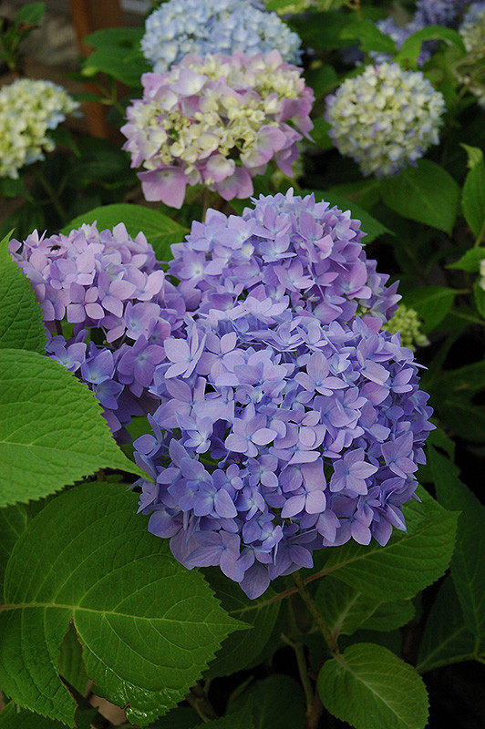 Endless Summer The Original Hydrangea