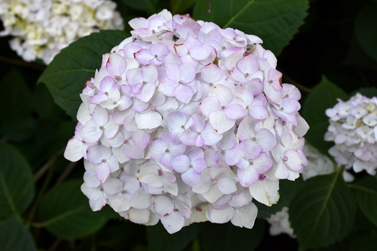 Image of Endless Summer Blushing Bride Hydrangea close up