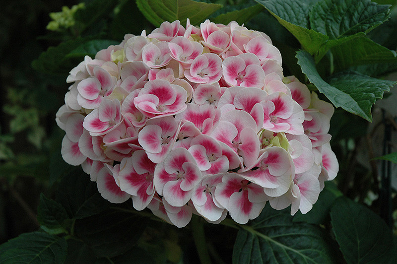 Cityline Mars Hydrangea