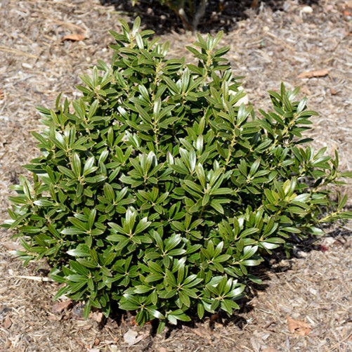 Gem Box Inkberry Holly