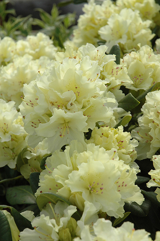 Capristano Rhododendron Capistrano Rhododendron