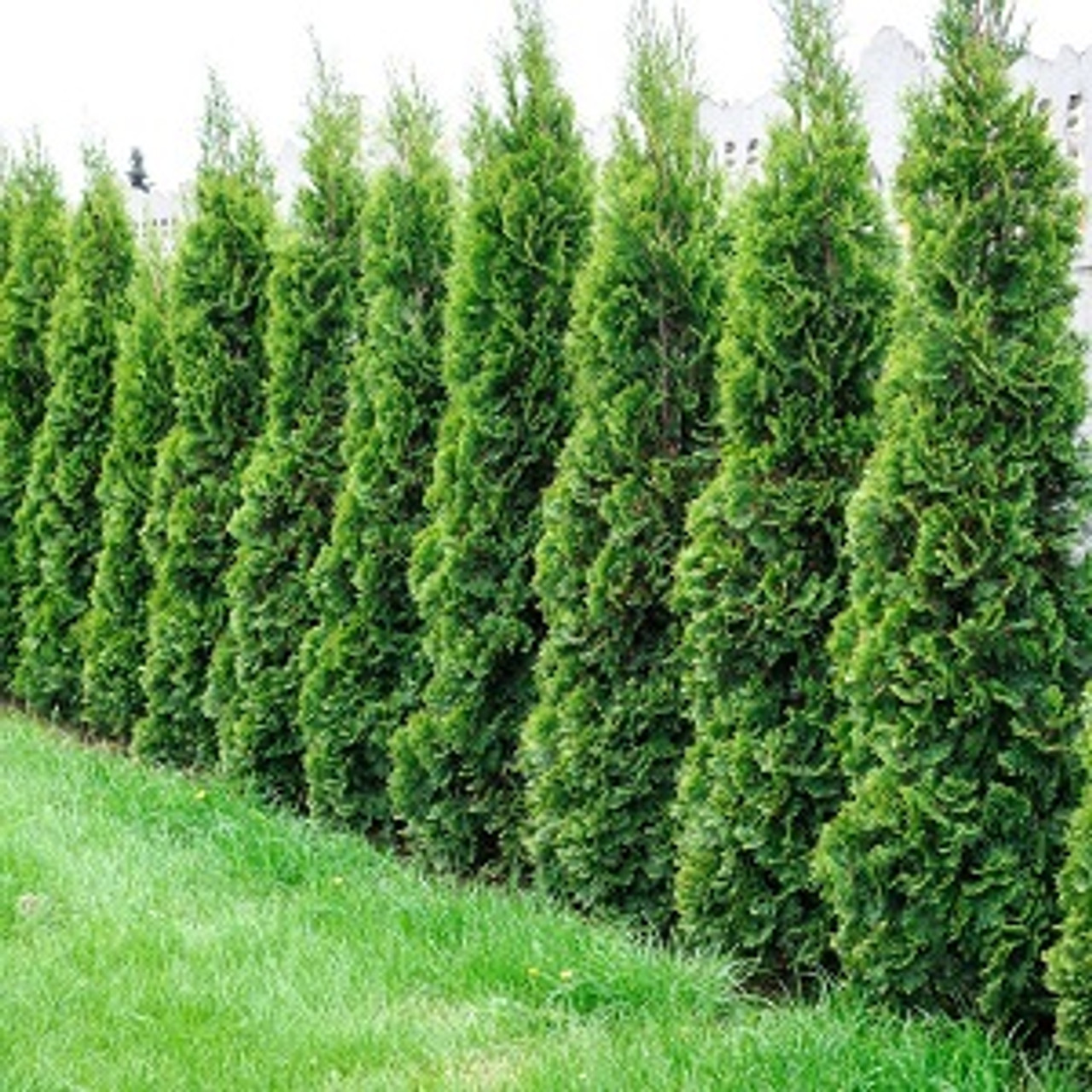 Ontario Grown Emerald Cedar