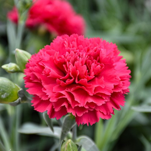 Cranberry Cocktail Dianthus