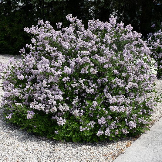 Japanese Dwarf Lilac Tree Syringa Wikipedia
