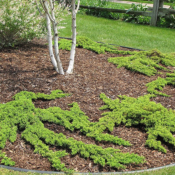 Image of Dwarf mounding rosemary creeping juniper companion plant