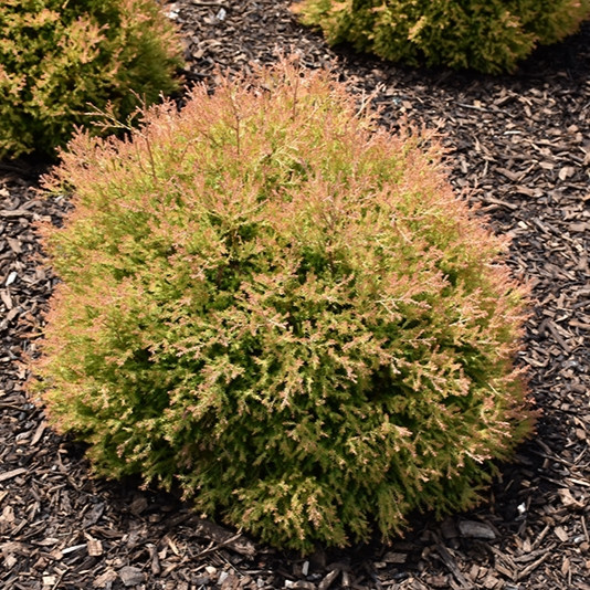 Image of Fire chief globe arborvitae with red cedar