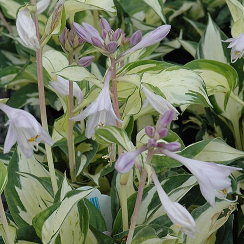 Hosta Pathfinder Pathfinder Hosta