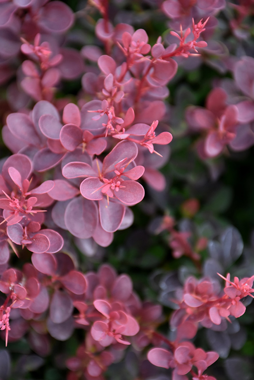 Image of Royal Burgundy Barberry Close Up