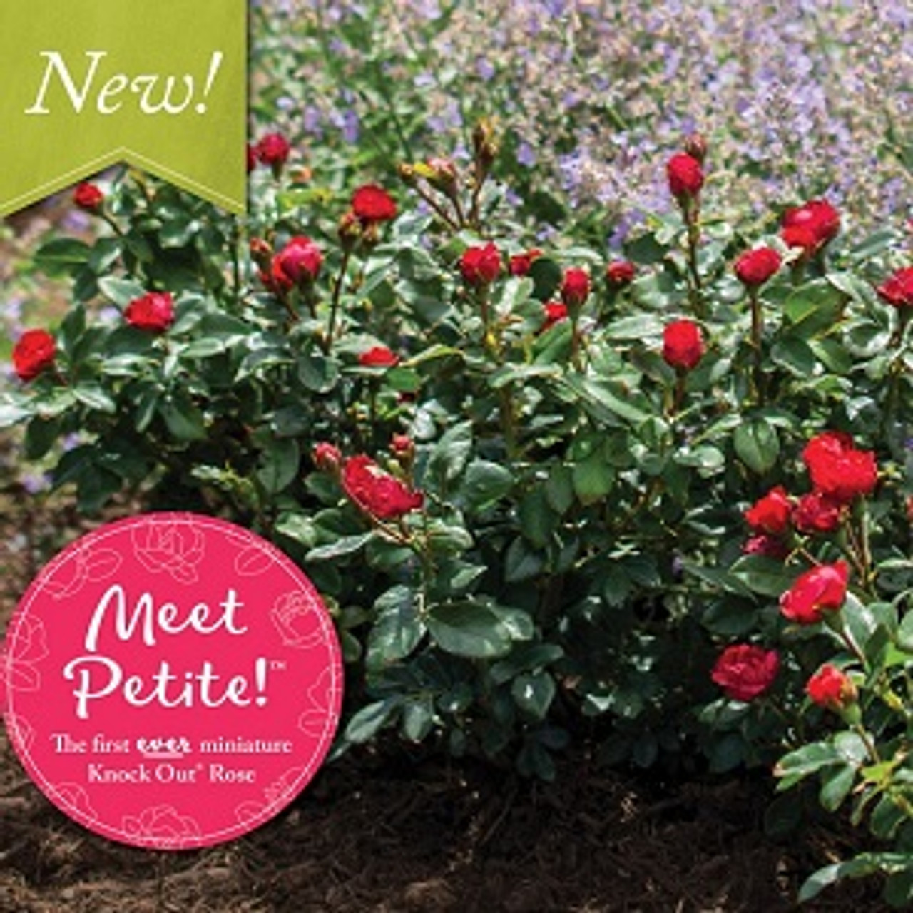 The Many Uses of Petite Knock Out® in the Garden