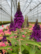 Birthday Cake Butterfly Bush