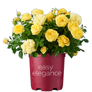 Easy Elegance Roses