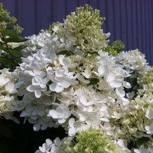 Pee Gee Hydrangea Tree Form