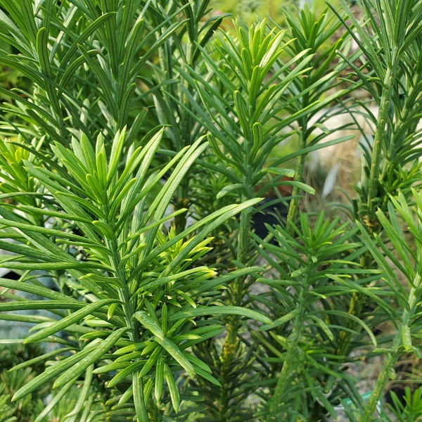 Upright Japanese Plum Yew