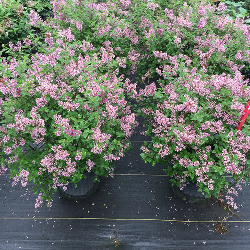 Bloomerang Dark Purple Lilac Std Tree