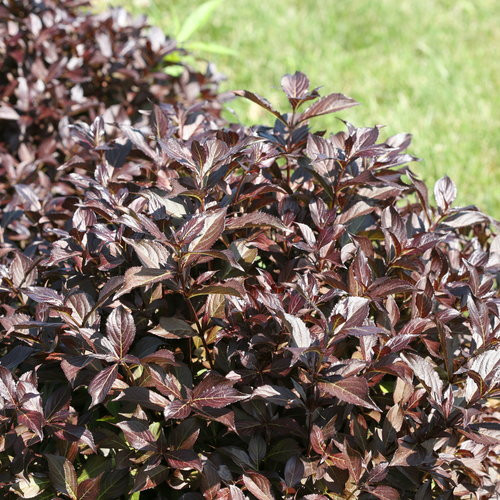 Midnight Wine Shine Weigela