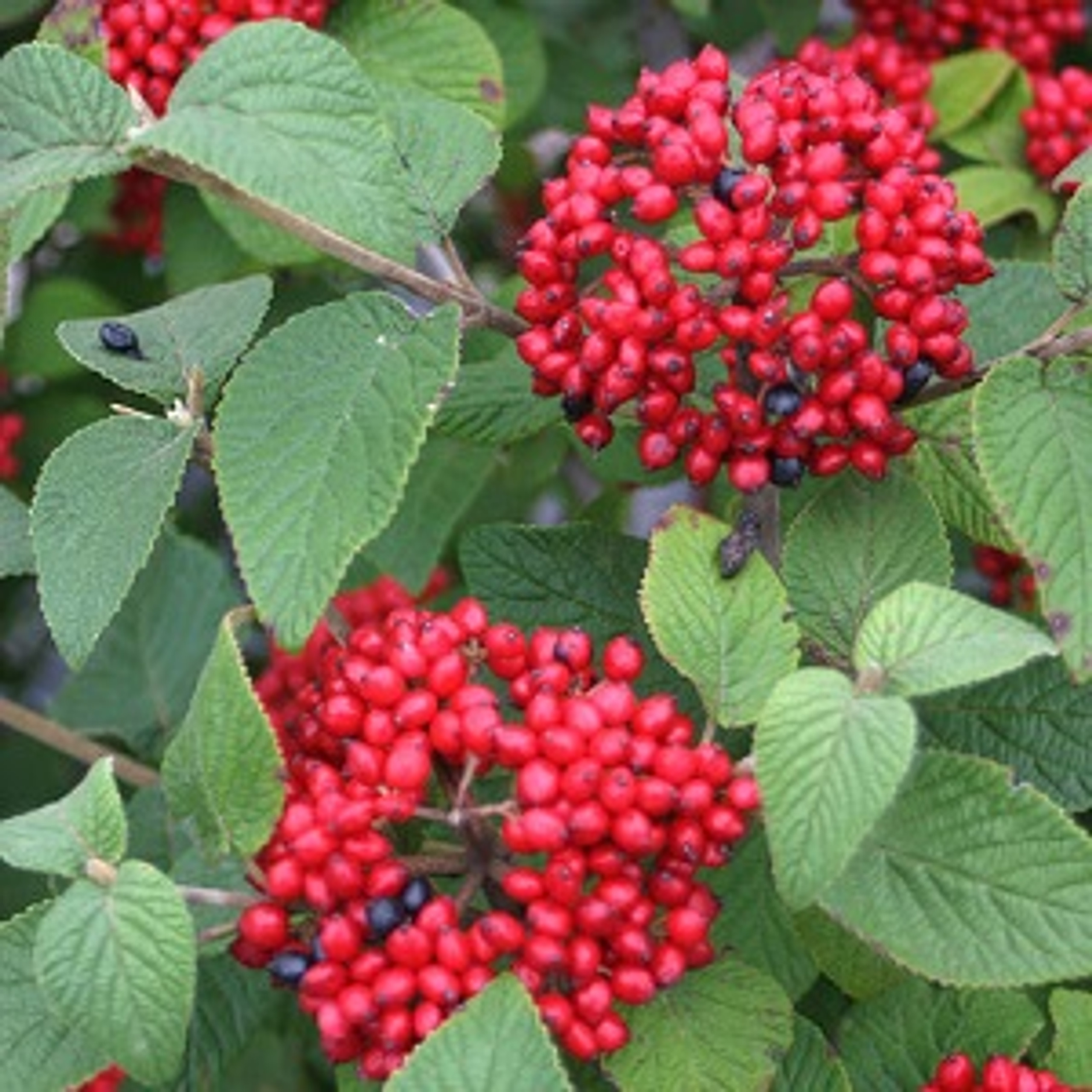 Lil Ditty Witherod Viburnum
