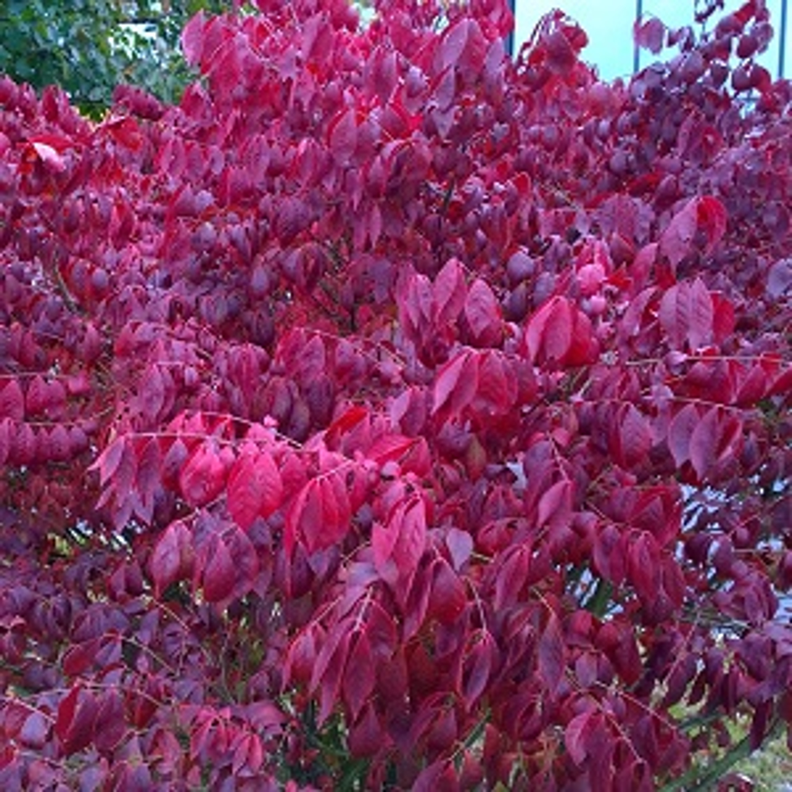 Dwarf Burning Bush Std Tree