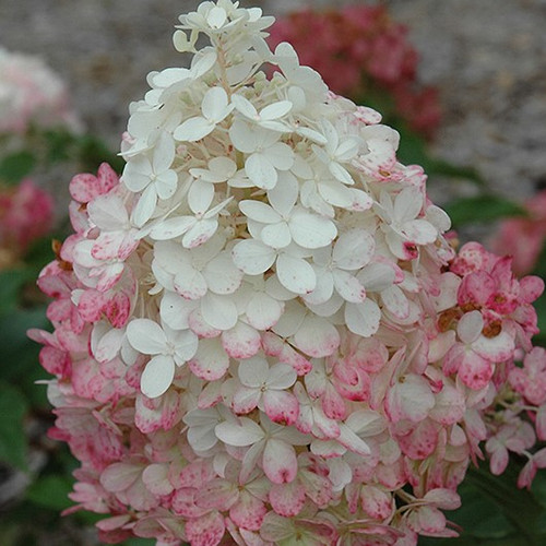 Vanilla Strawberry Hydrangea